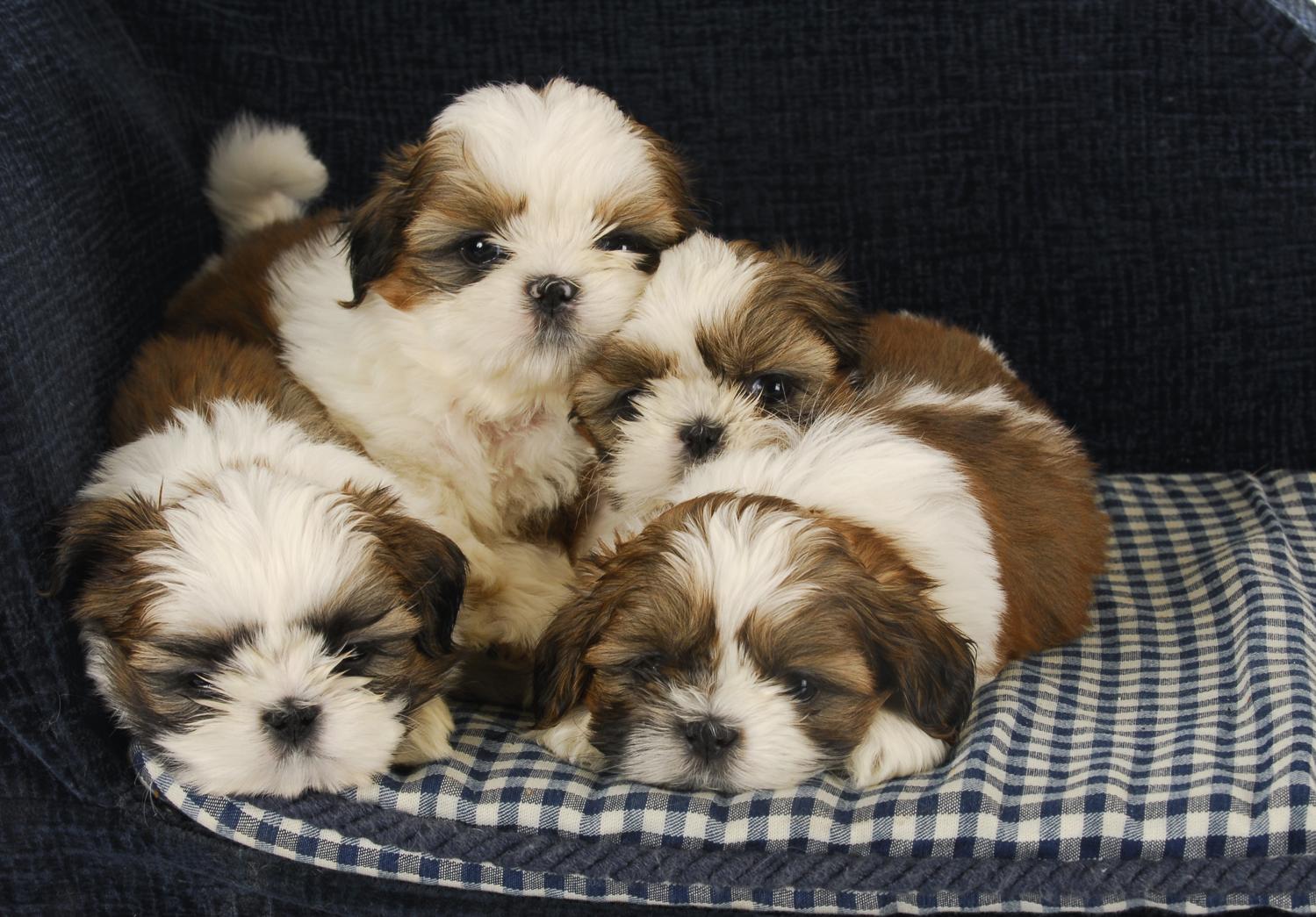 Shih Tzu - Erbkrankheiten - Shih Tzu