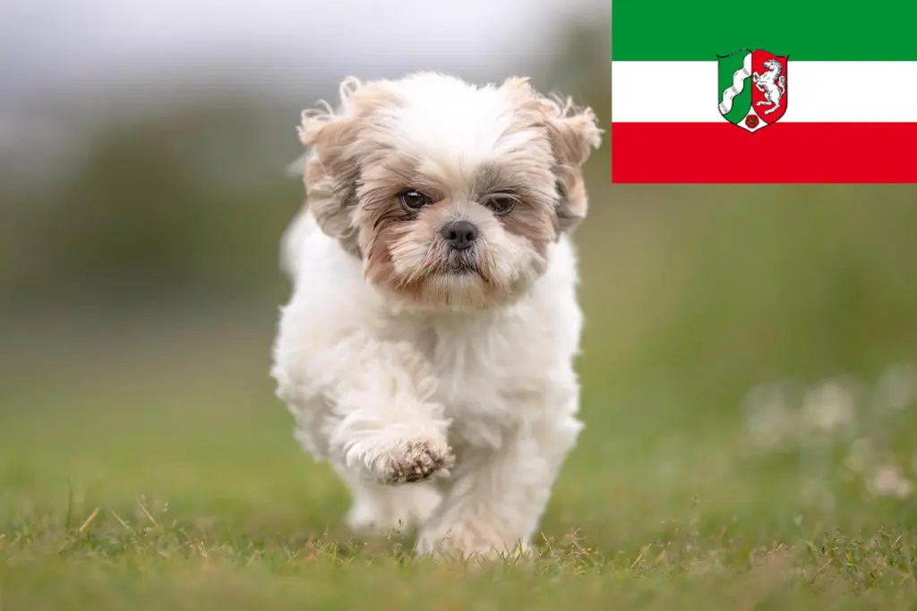 Shih Tzu Züchter mit Welpen Nordrhein-Westfalen