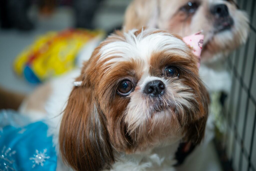 Shih Tzu in Not Shih Tzu