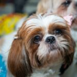 Shih Tzu in Not, aus dem Tierheim oder Tierschutz
