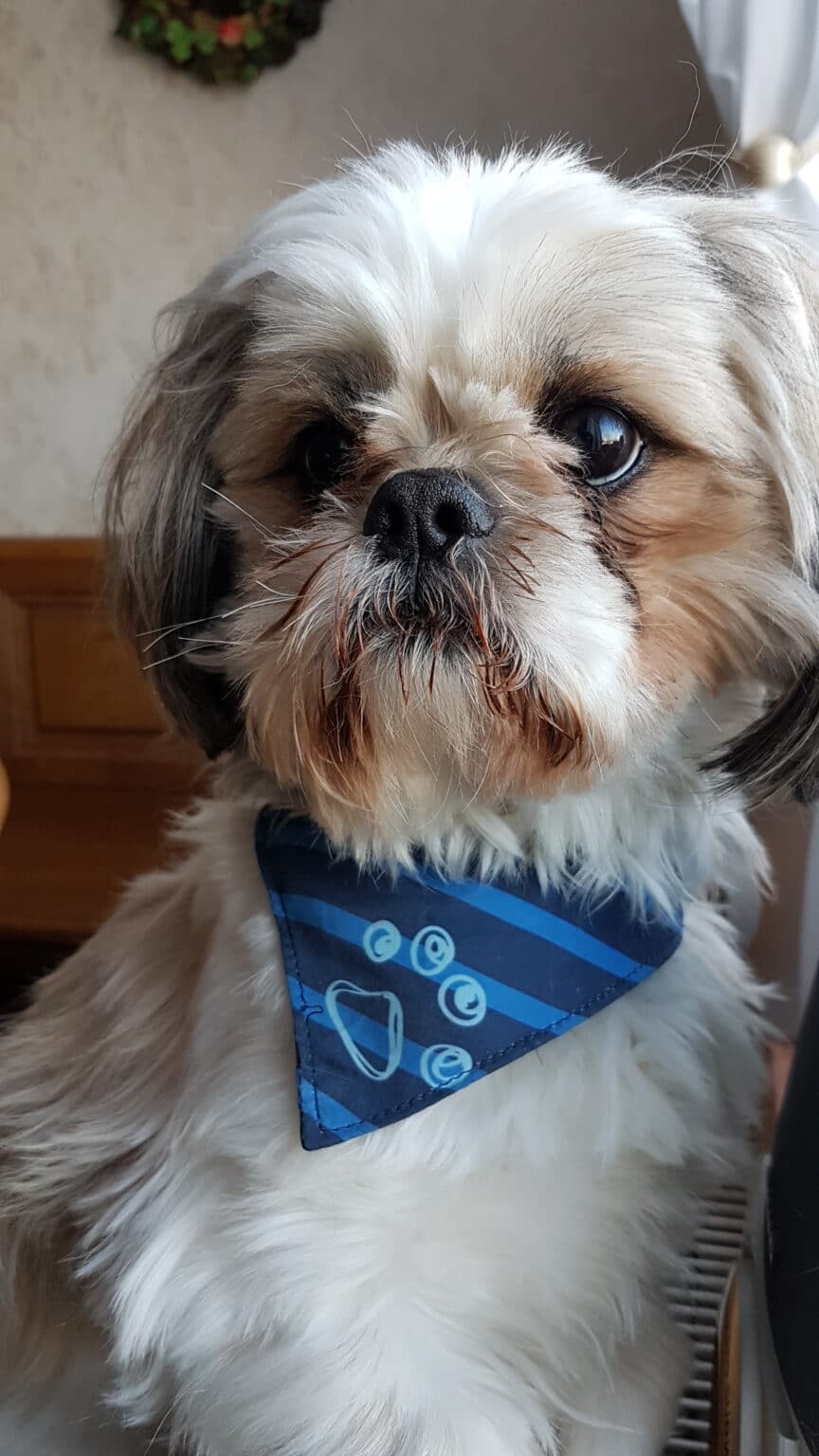 Seriöse Shih Tzu Züchter finden Shih Tzu
