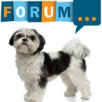 Shih Tzu Forum - Fragen und Antworten zum Shih Tzu
