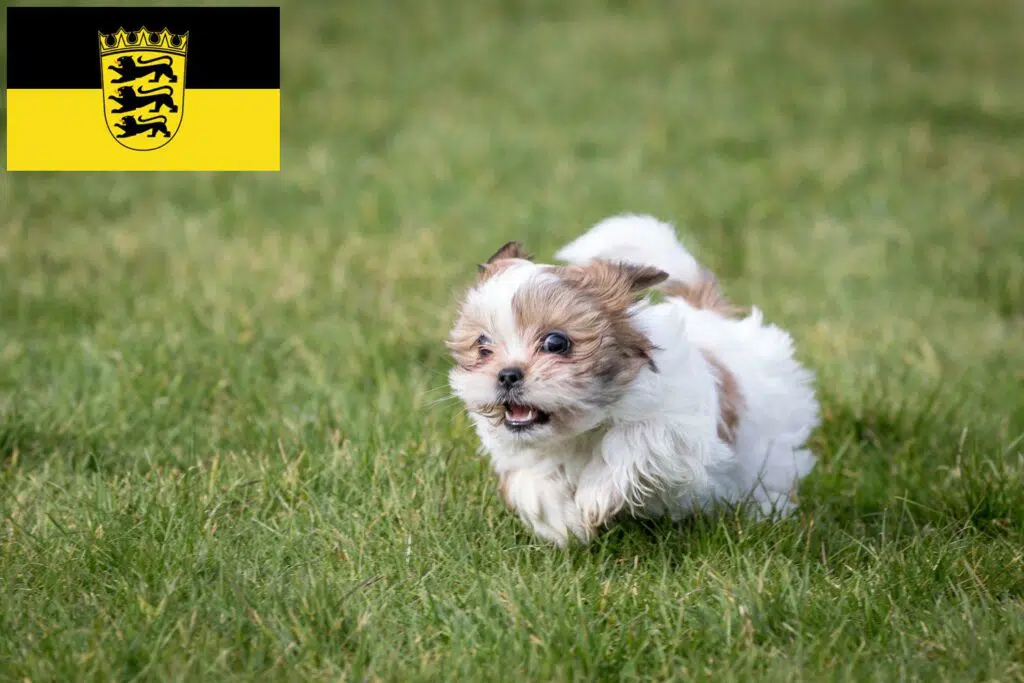 Shih Tzu Züchter mit Welpen Baden-Württemberg