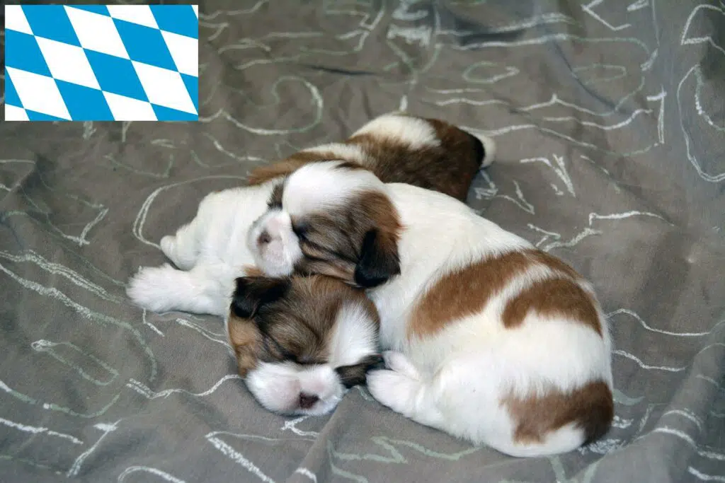 Shih Tzu Züchter mit Welpen Bayern