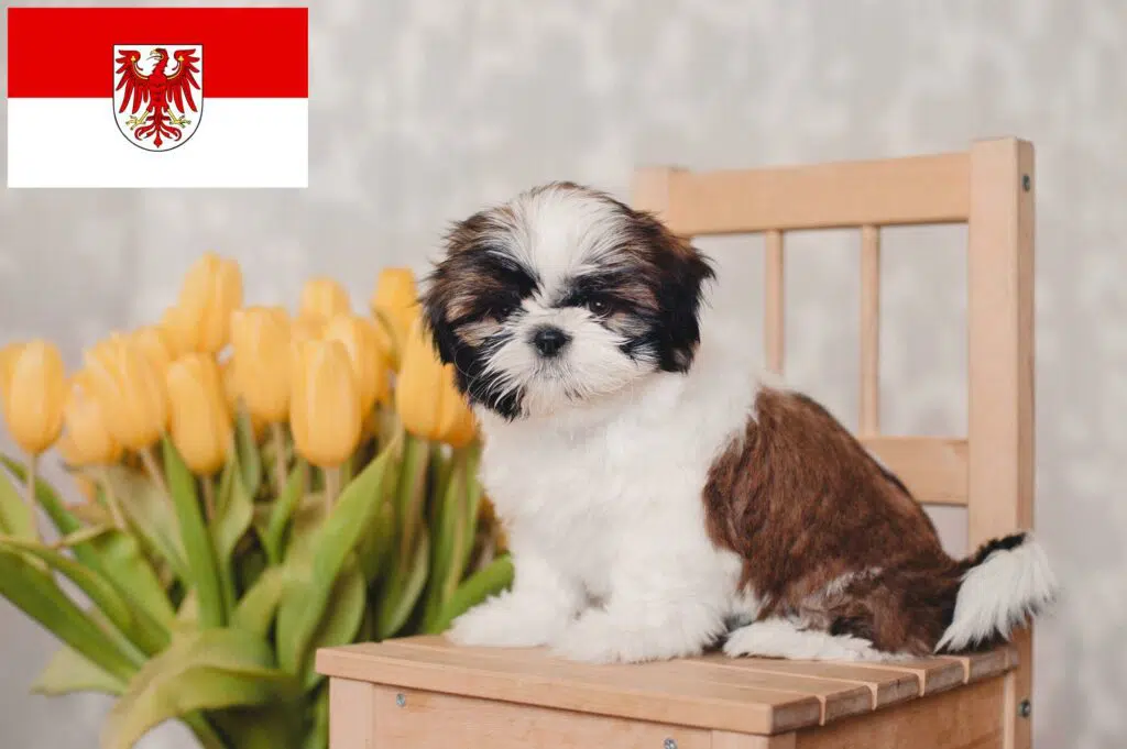 Shih Tzu Züchter mit Welpen Brandenburg