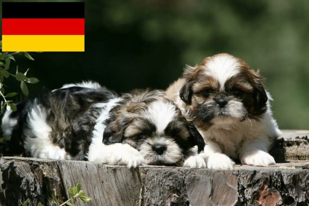 Shih Tzu Züchter mit Welpen Deutschland