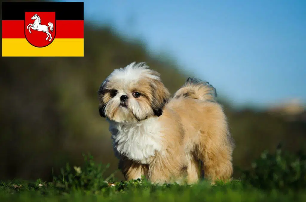 Shih Tzu Züchter mit Welpen Niedersachsen