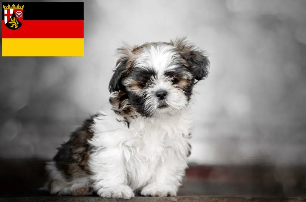 Shih Tzu Züchter mit Welpen Rheinland-Pfalz