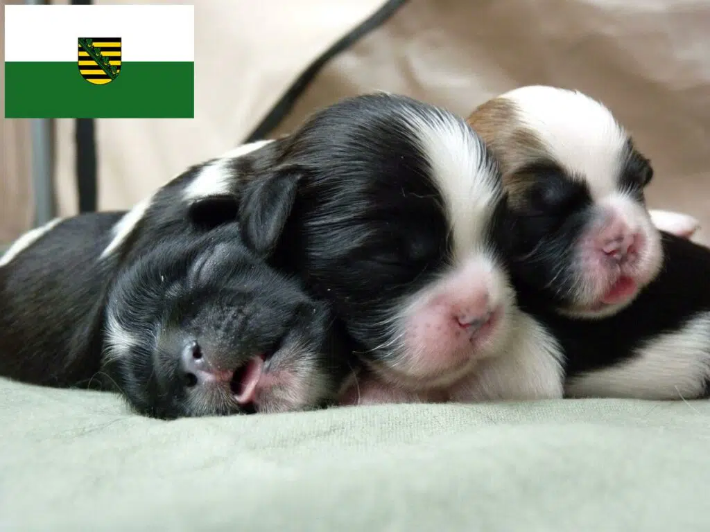 Shih Tzu Züchter mit Welpen Sachsen