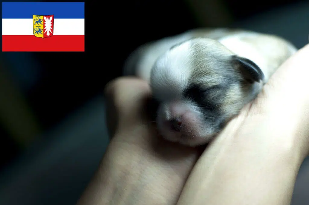 Shih Tzu Züchter mit Welpen Schleswig-Holstein
