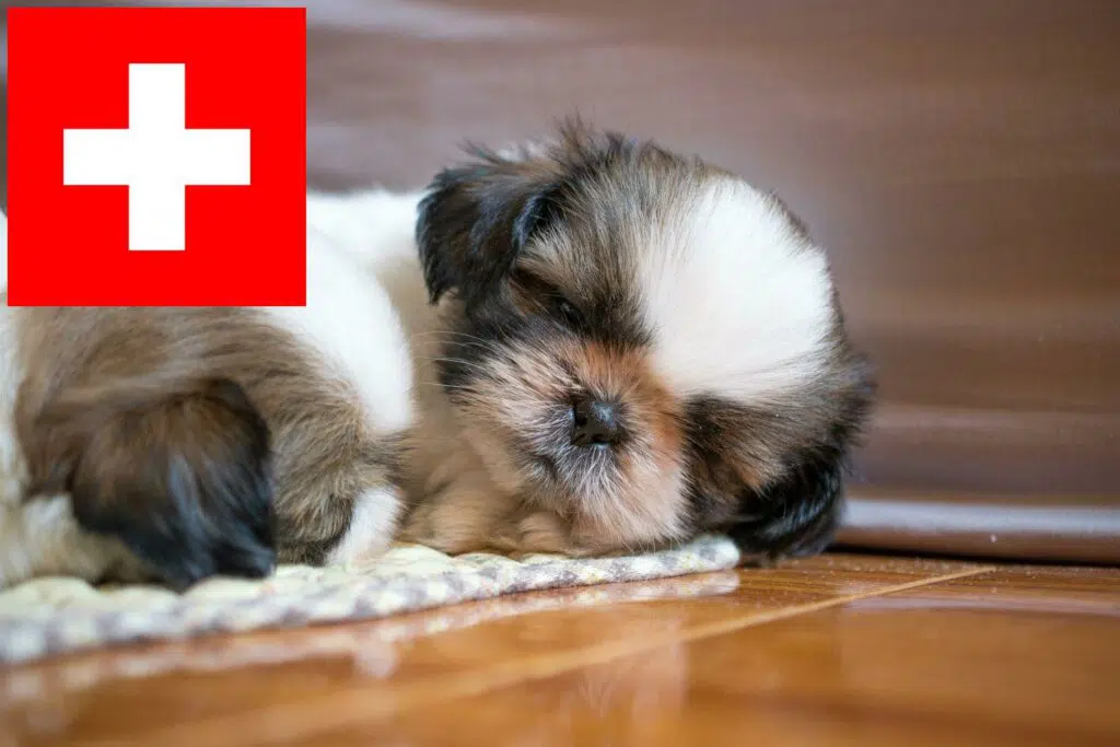 Shih Tzu Züchter mit Welpen Schweiz