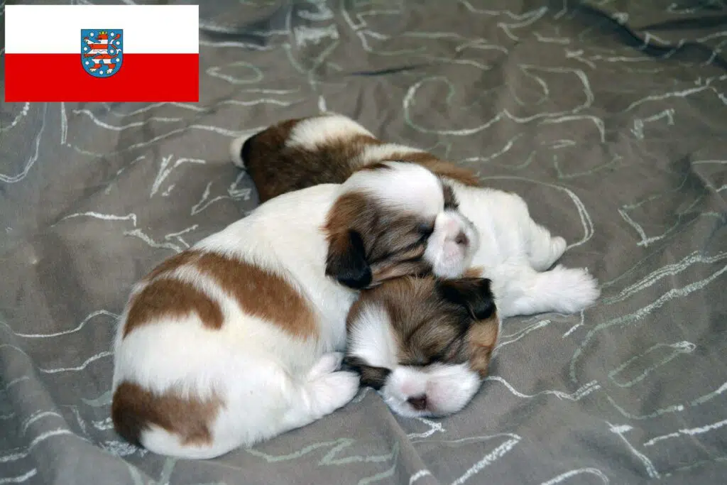 Shih Tzu Züchter mit Welpen Thüringen