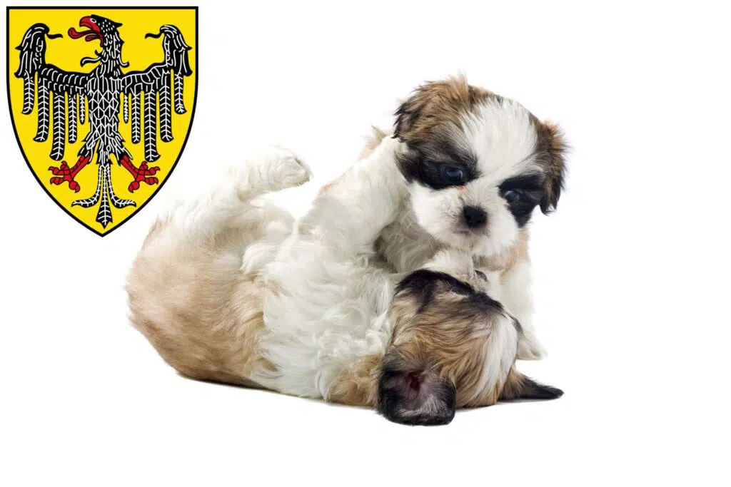 Shih Tzu Züchter mit Welpen Aachen, Nordrhein-Westfalen