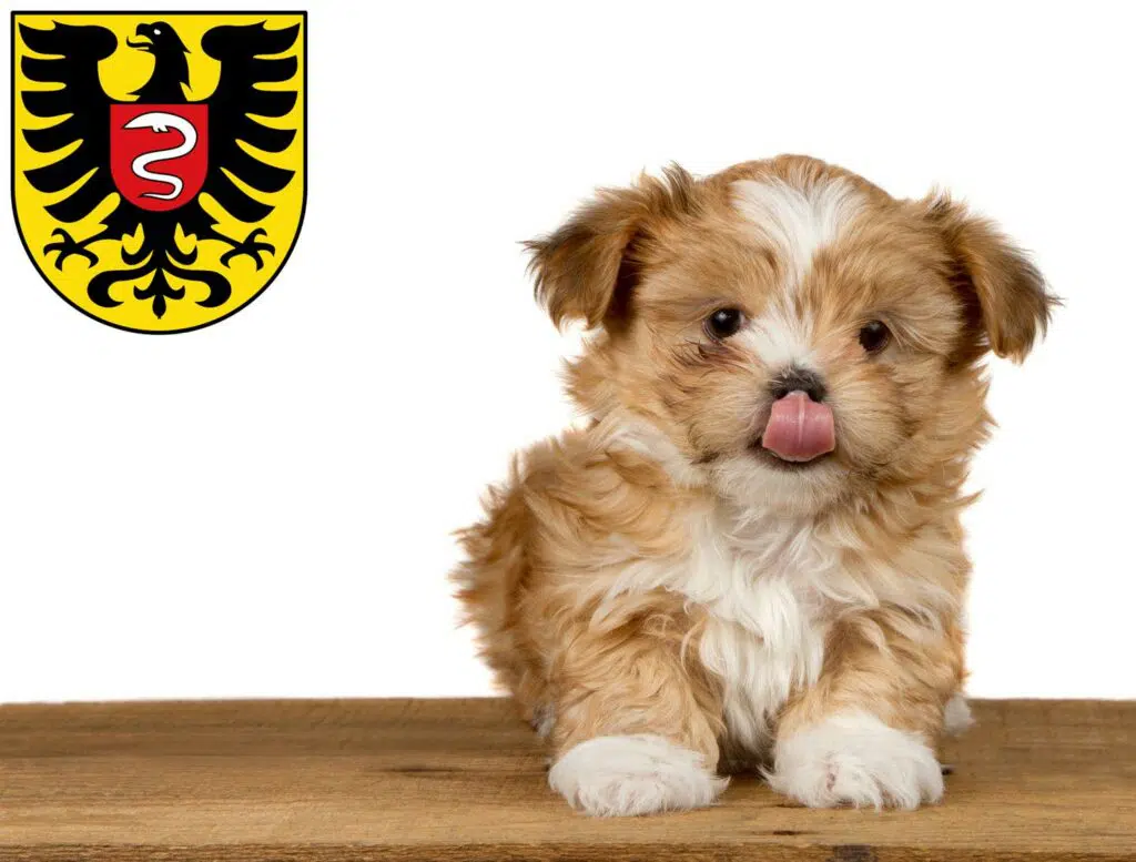 Shih Tzu Züchter mit Welpen Aalen, Baden-Württemberg