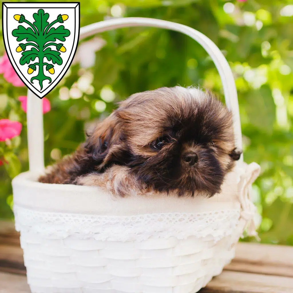Shih Tzu Züchter mit Welpen Aichach, Bayern