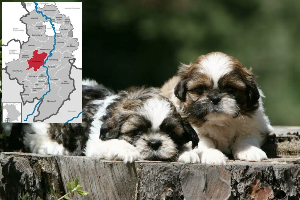 Shih Tzu Züchter mit Welpen Allgäu, Bayern
