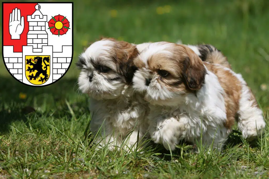 Shih Tzu Züchter mit Welpen Altenburg, Thüringen