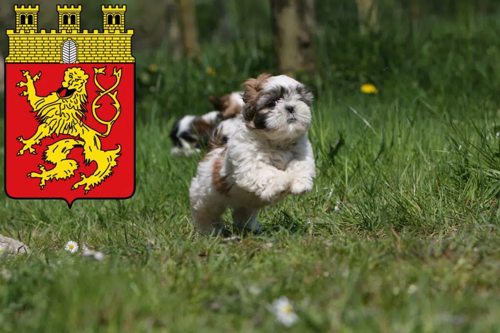 Shih Tzu Züchter mit Welpen Altenkirchen (Westerwald), Rheinland-Pfalz