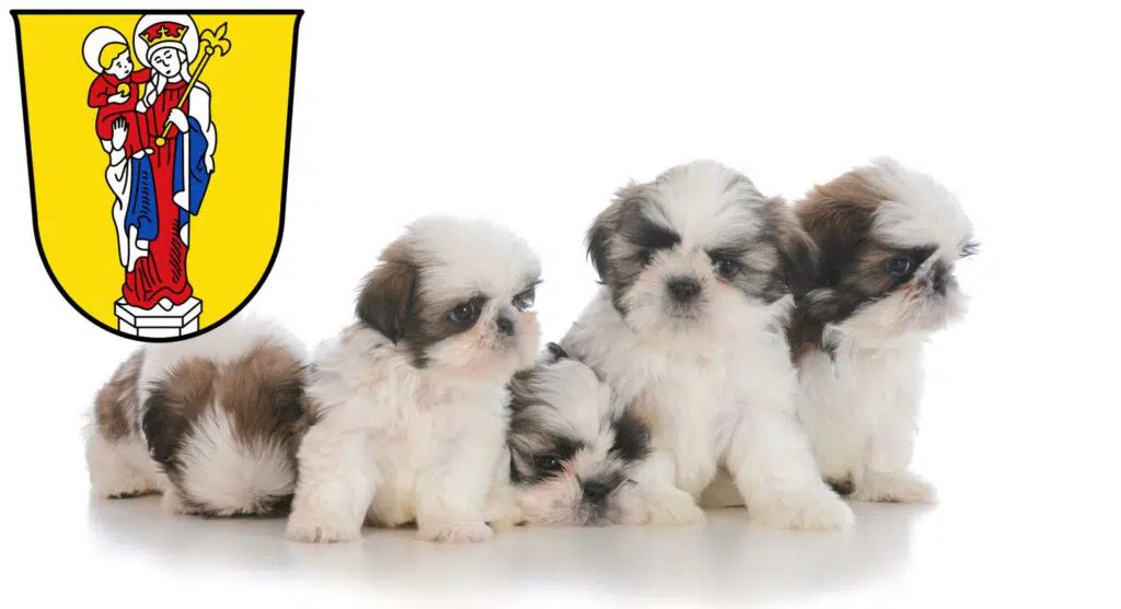 Shih Tzu Züchter mit Welpen Altötting, Bayern