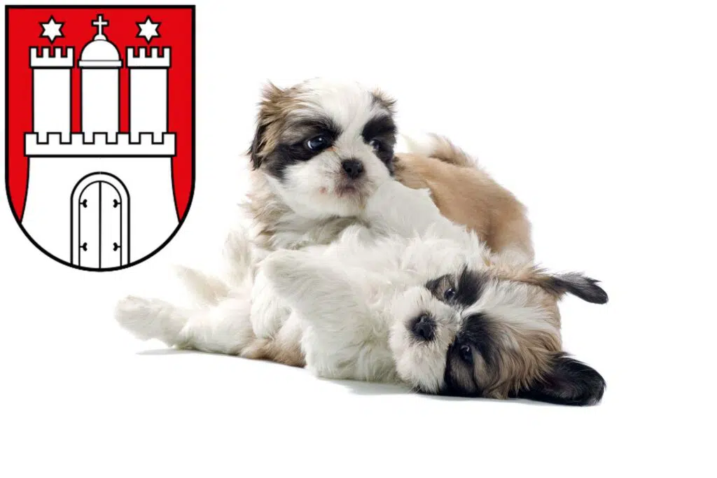 Shih Tzu Züchter mit Welpen Altona, Hamburg