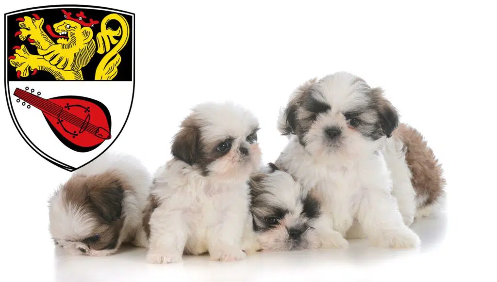 Shih Tzu Züchter mit Welpen Alzey, Rheinland-Pfalz