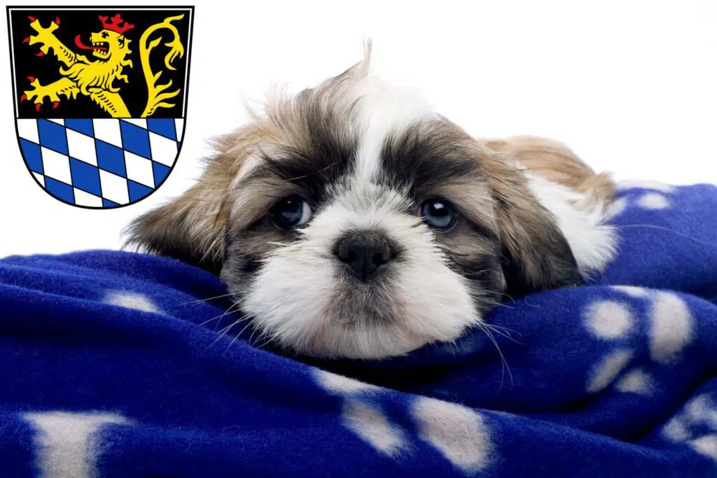 Shih Tzu Züchter mit Welpen Amberg, Bayern