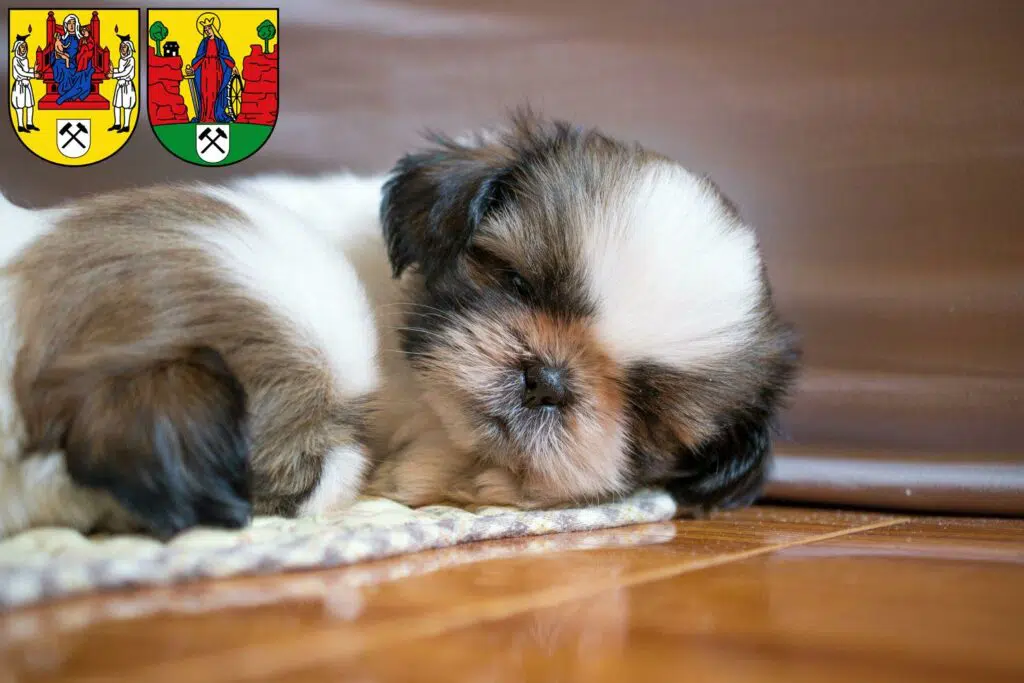 Shih Tzu Züchter mit Welpen Annaberg-Buchholz, Sachsen