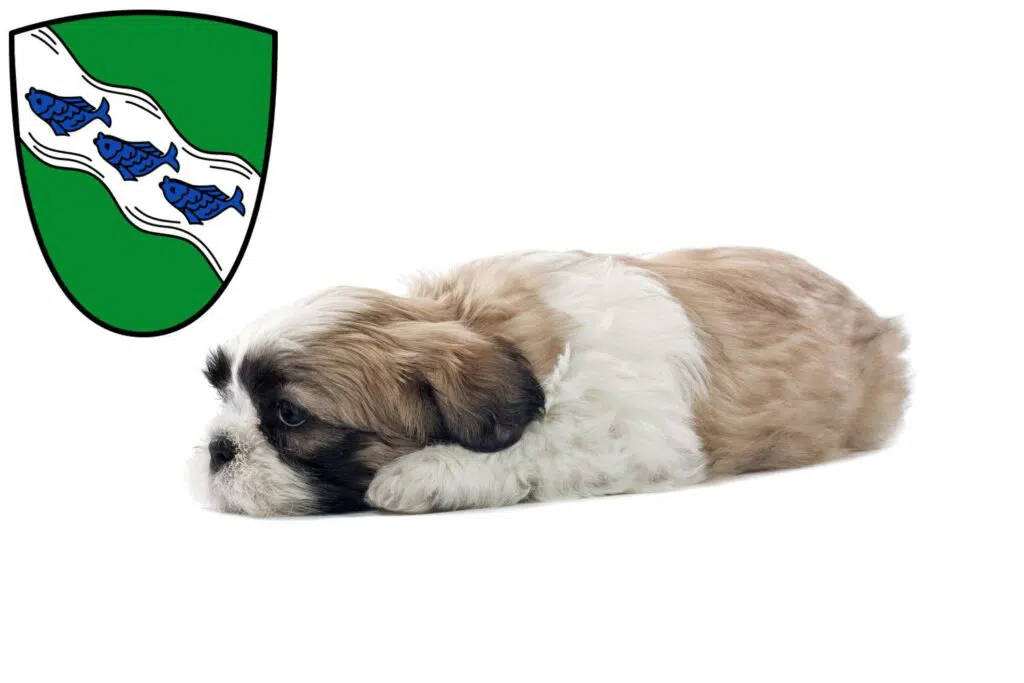 Shih Tzu Züchter mit Welpen Ansbach, Bayern