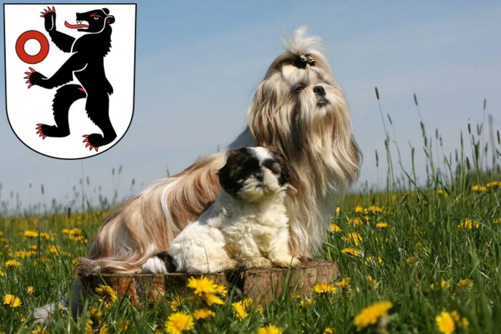 Shih Tzu Züchter mit Welpen Appenzell, Schweiz