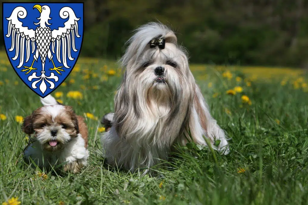 Shih Tzu Züchter mit Welpen Arnsberg, Nordrhein-Westfalen