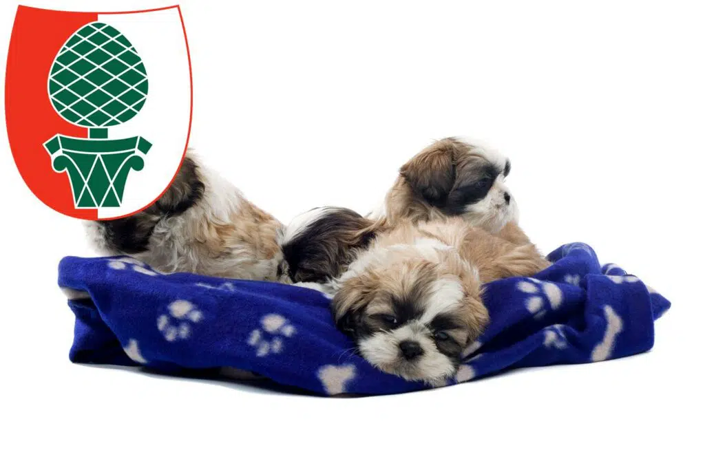 Shih Tzu Züchter mit Welpen Augsburg, Bayern