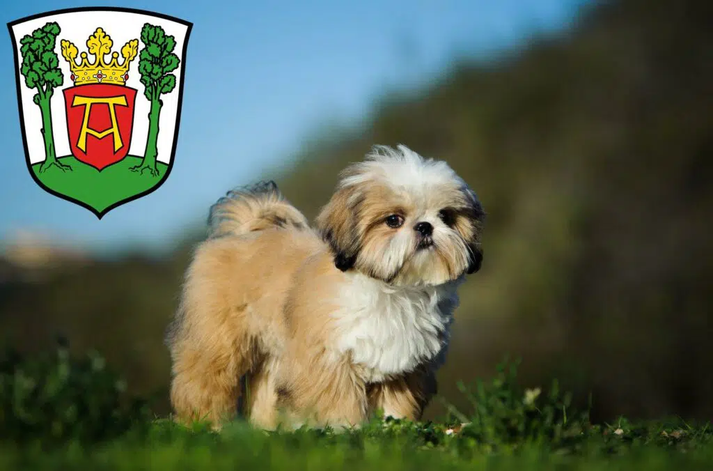 Shih Tzu Züchter mit Welpen Aurich, Niedersachsen