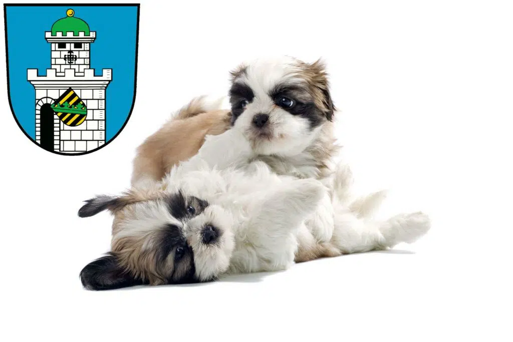 Shih Tzu Züchter mit Welpen Bad Belzig, Brandenburg