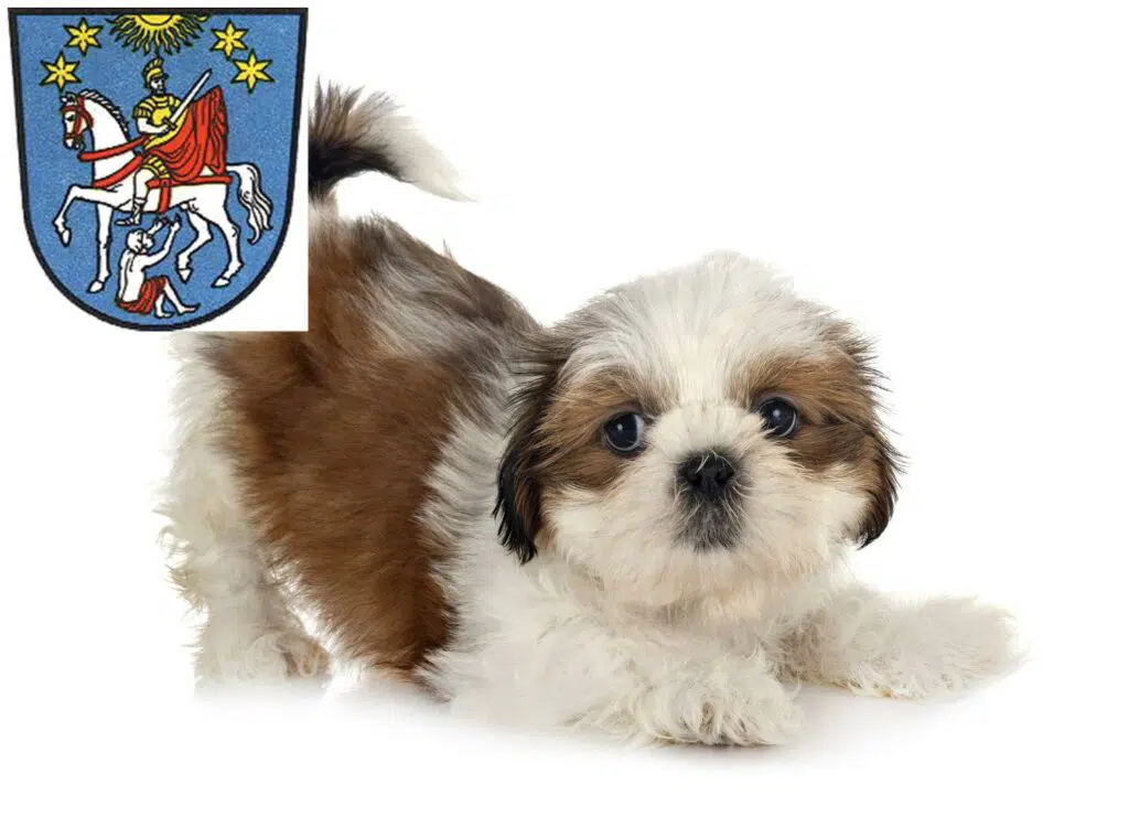Shih Tzu Züchter mit Welpen Bad Ems, Rheinland-Pfalz