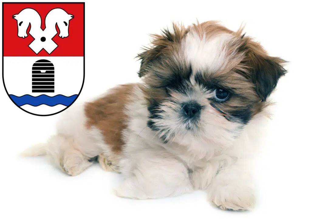 Shih Tzu Züchter mit Welpen Bad Fallingbostel, Niedersachsen