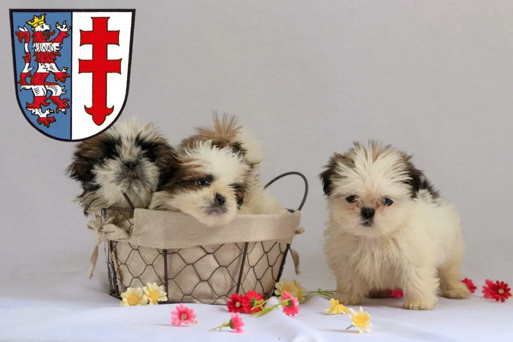 Shih Tzu Züchter mit Welpen Bad Hersfeld, Hessen