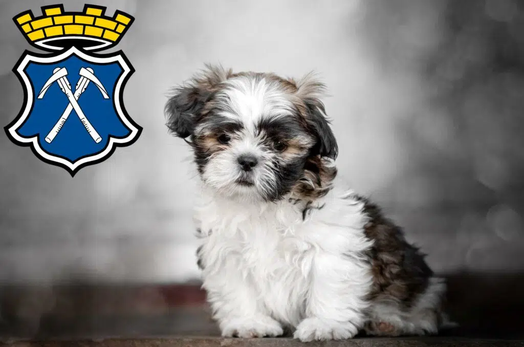 Shih Tzu Züchter mit Welpen Bad Homburg vor der Höhe, Hessen