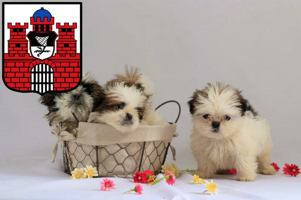 Shih Tzu Züchter mit Welpen Bad Kissingen, Bayern