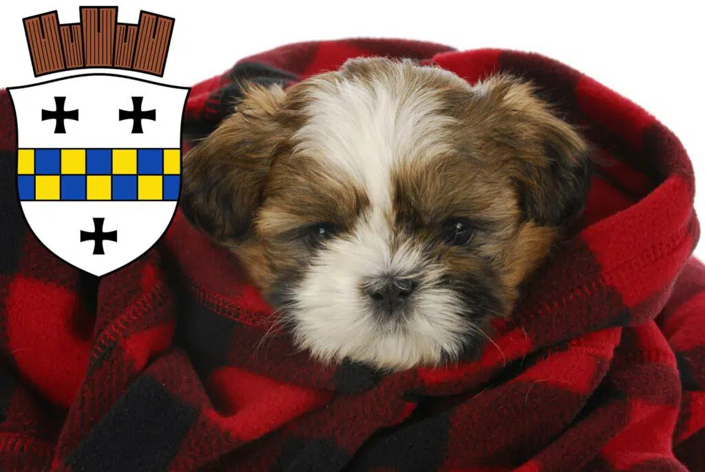 Shih Tzu Züchter mit Welpen Bad Kreuznach, Rheinland-Pfalz