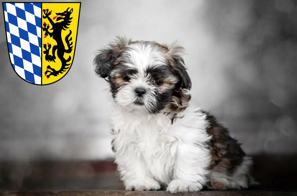 Shih Tzu Züchter mit Welpen Bad Reichenhall, Bayern