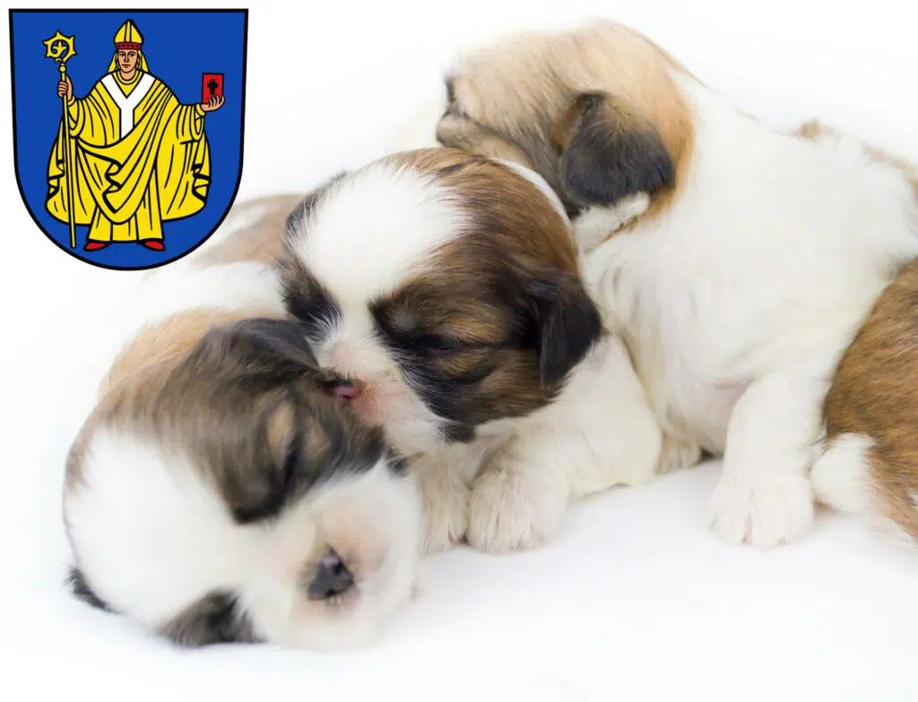 Shih Tzu Züchter mit Welpen Bad Salzungen, Thüringen