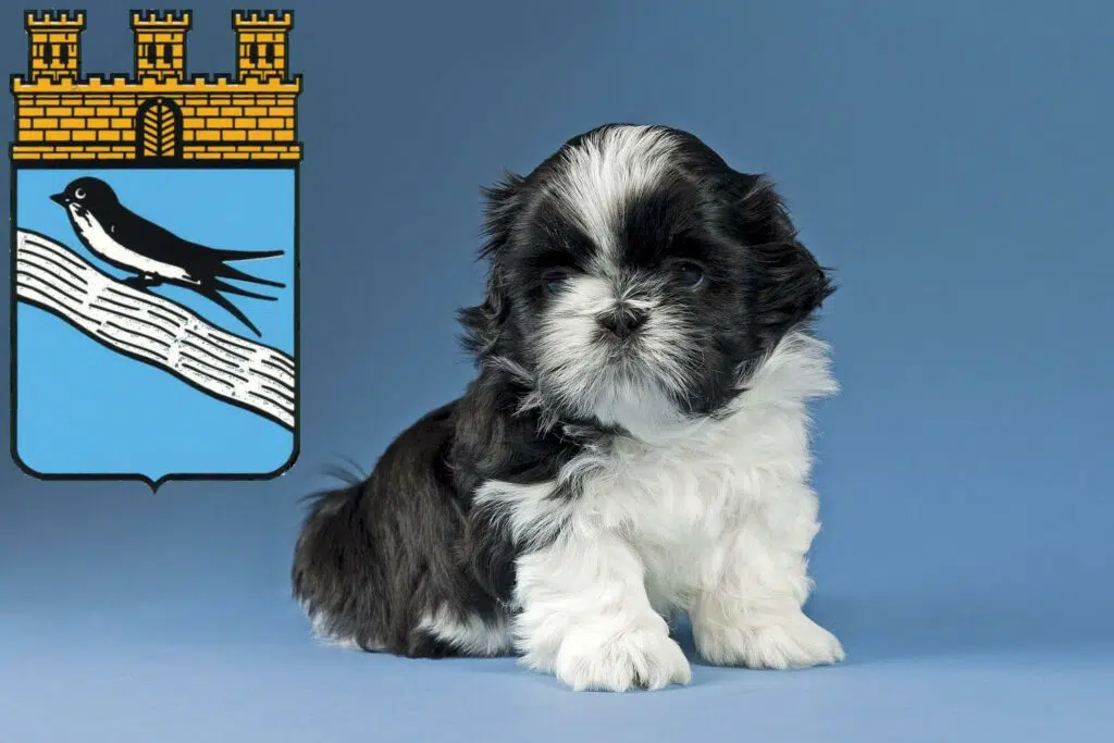 Shih Tzu Züchter mit Welpen Bad Schwalbach, Hessen
