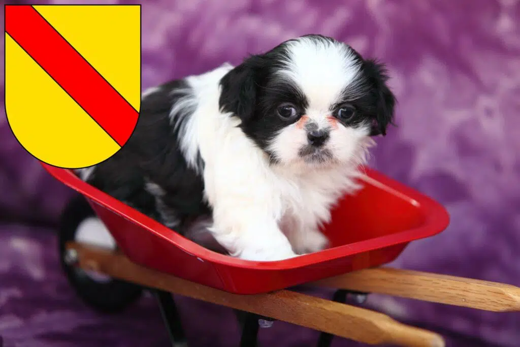Shih Tzu Züchter mit Welpen Baden, Baden-Württemberg