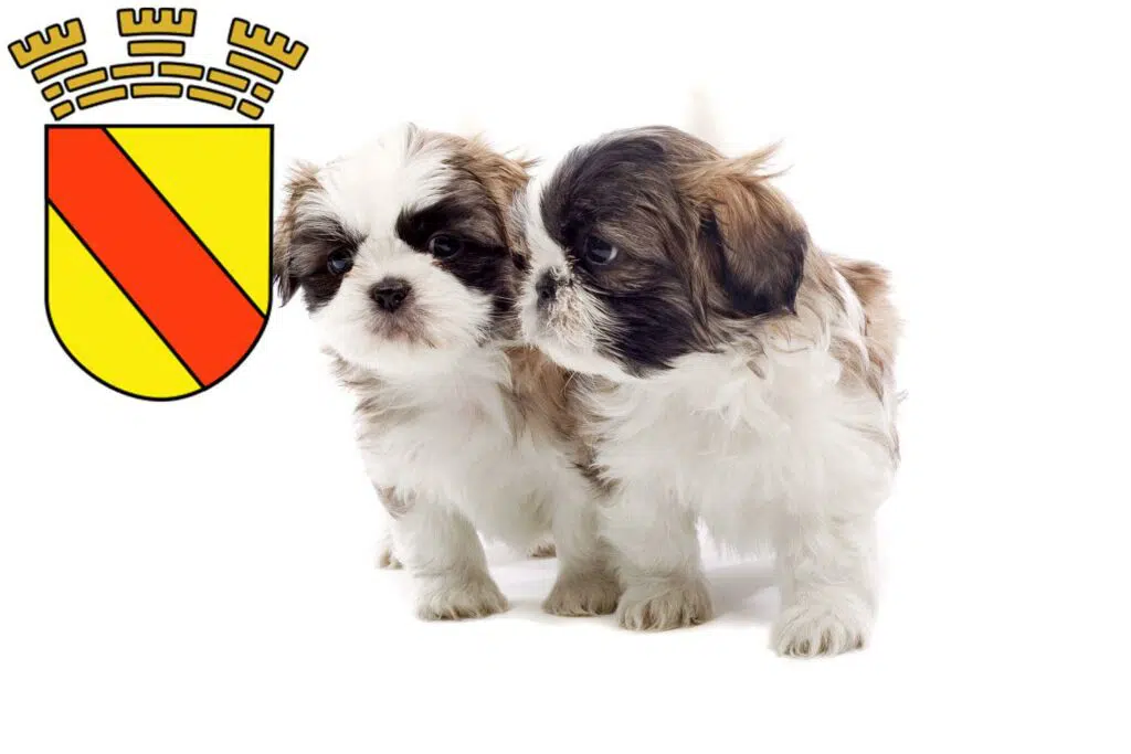 Shih Tzu Züchter mit Welpen Baden-Baden, Baden-Württemberg
