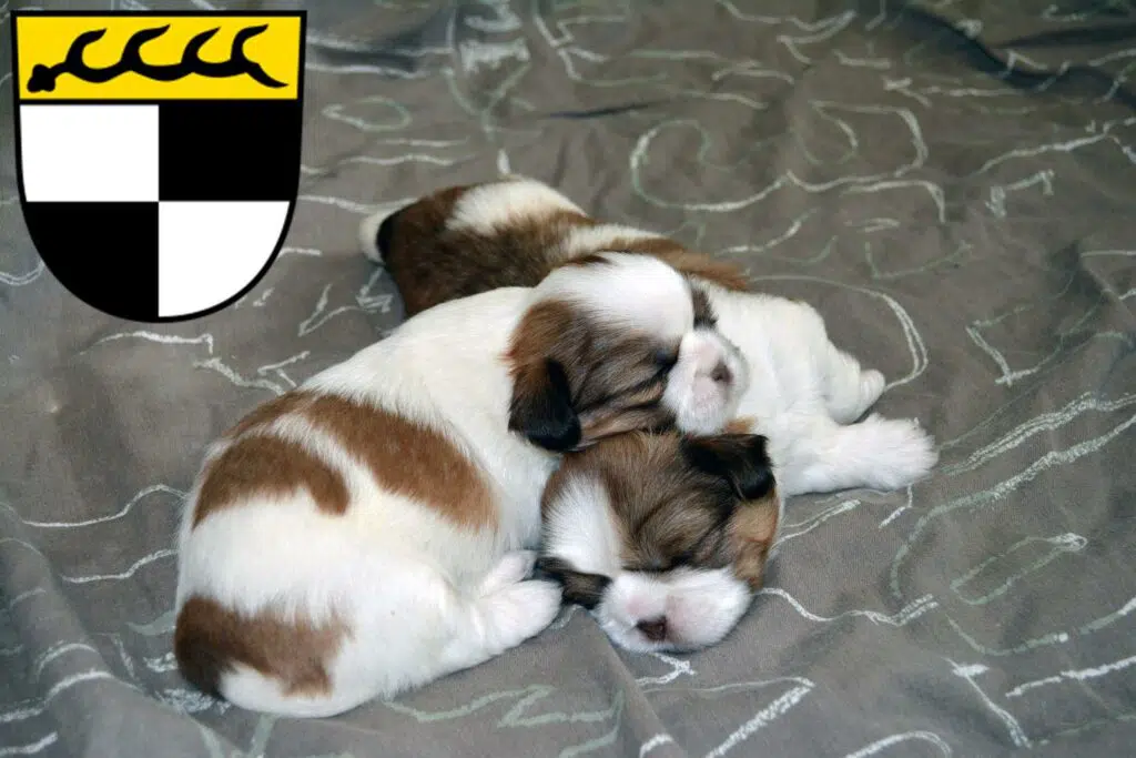 Shih Tzu Züchter mit Welpen Balingen, Baden-Württemberg
