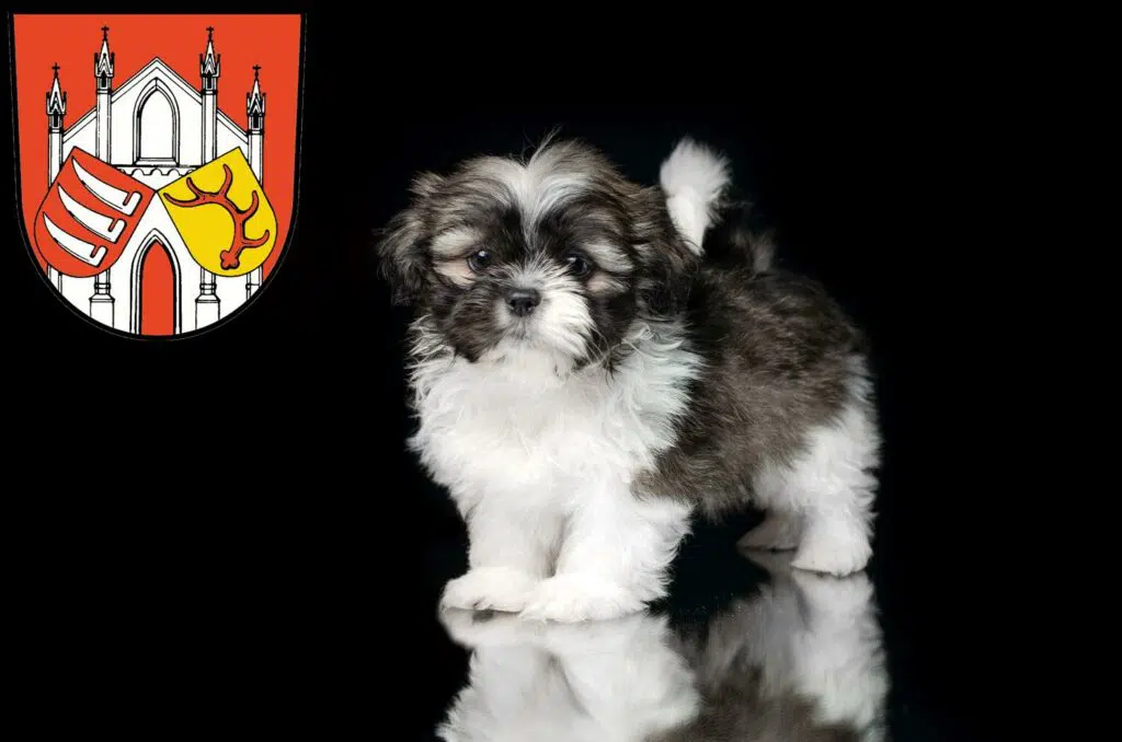Shih Tzu Züchter mit Welpen Beeskow, Brandenburg