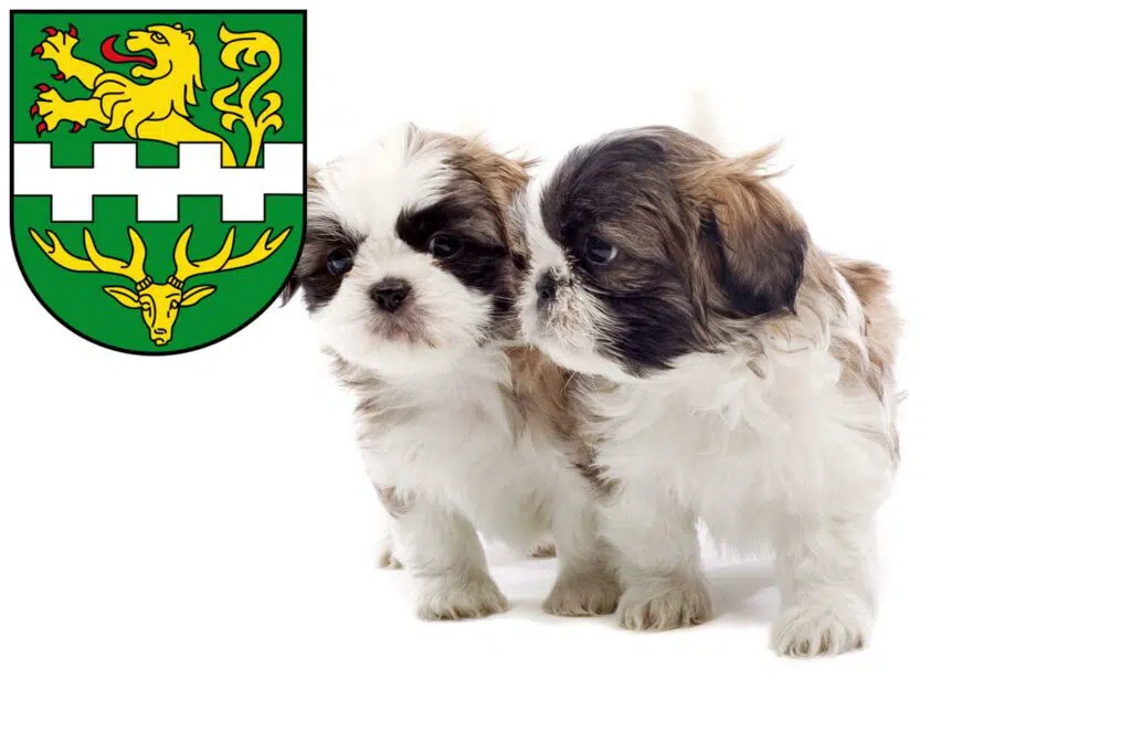 Shih Tzu Züchter mit Welpen Bergisch Gladbach, Nordrhein-Westfalen