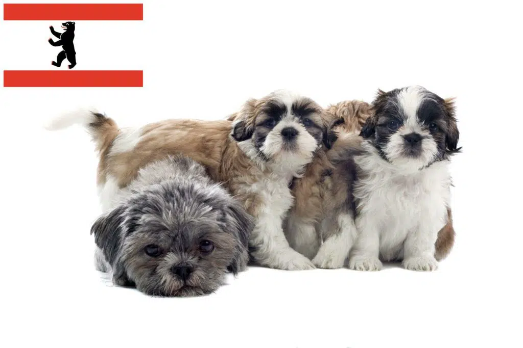 Shih Tzu Züchter mit Welpen Berlin