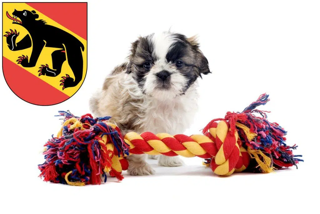 Shih Tzu Züchter mit Welpen Bern, Schweiz