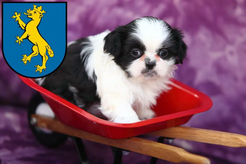 Shih Tzu Züchter mit Welpen Biberach an der Riß, Baden-Württemberg